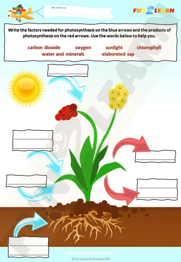 Photosynthesis fill-in-the-blank worksheet for fifth graders featuring a word bank
