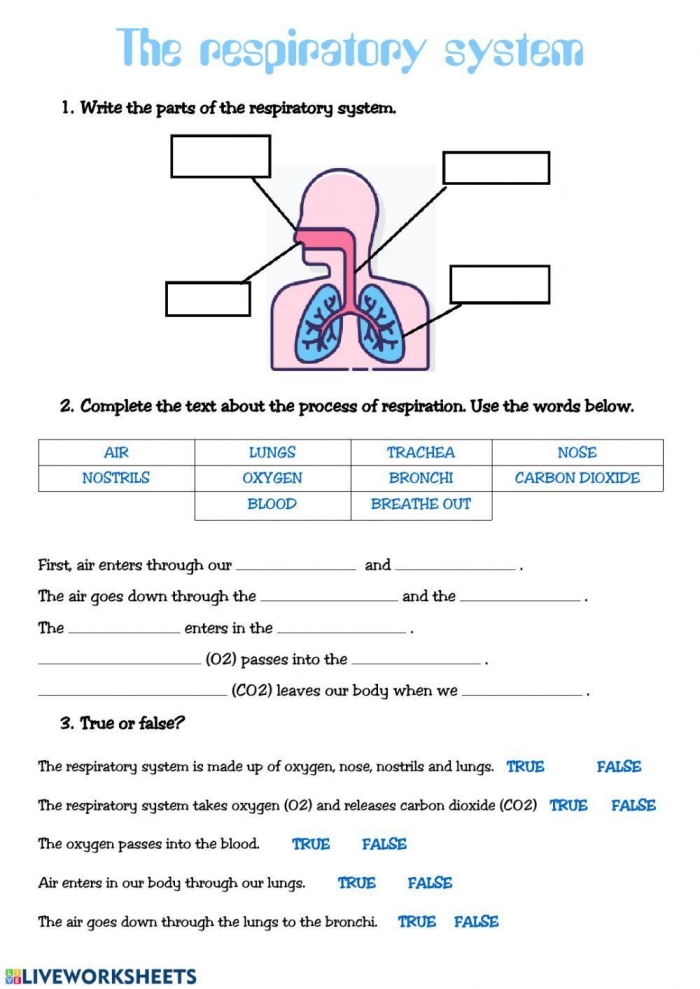 Diagram of the human respiratory system showing key components for educational purposes