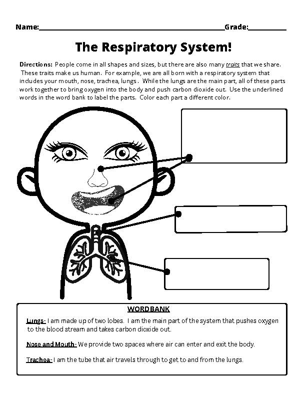Diagram of the human respiratory system highlighting key components and their roles for fifth graders