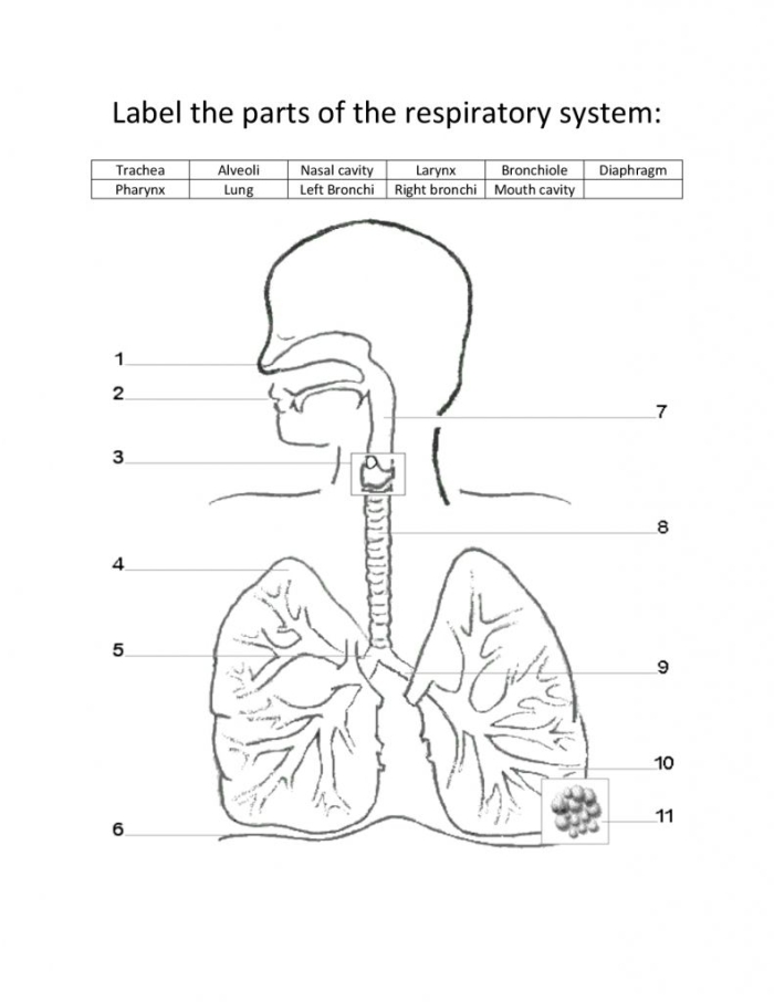 Diagram of the human respiratory system for fifth graders to study its key components and functions