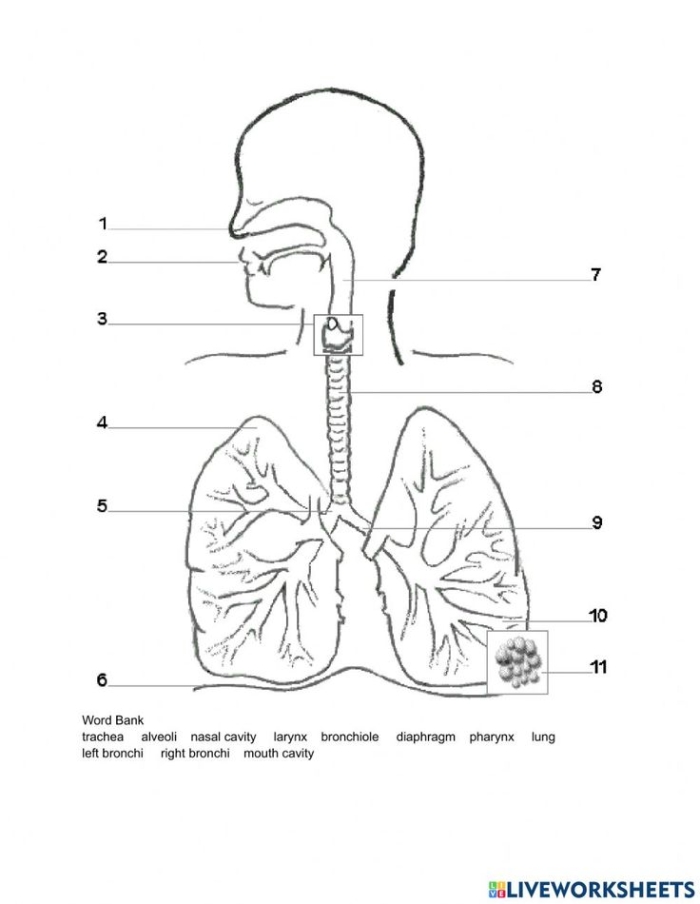 Diagram of the human respiratory system for fifth-grade students to learn about its key components and functions