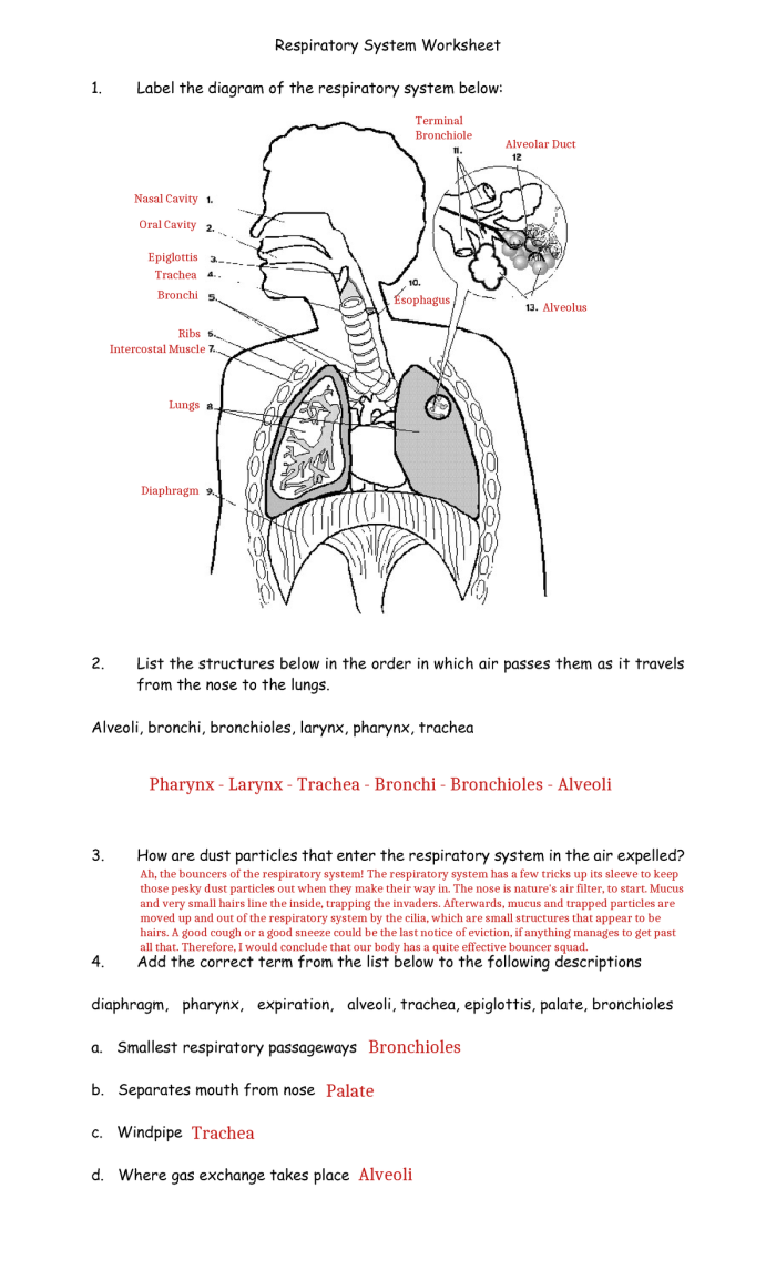 Diagram illustrating the key components of the human respiratory system for educational purposes. Worksheet for fifth graders to explore respiratory functions and parts.