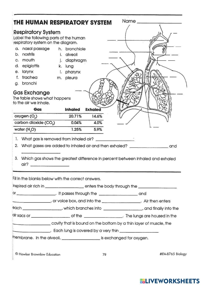 Fifth grade students labeling parts and functions on a human respiratory system diagram worksheet