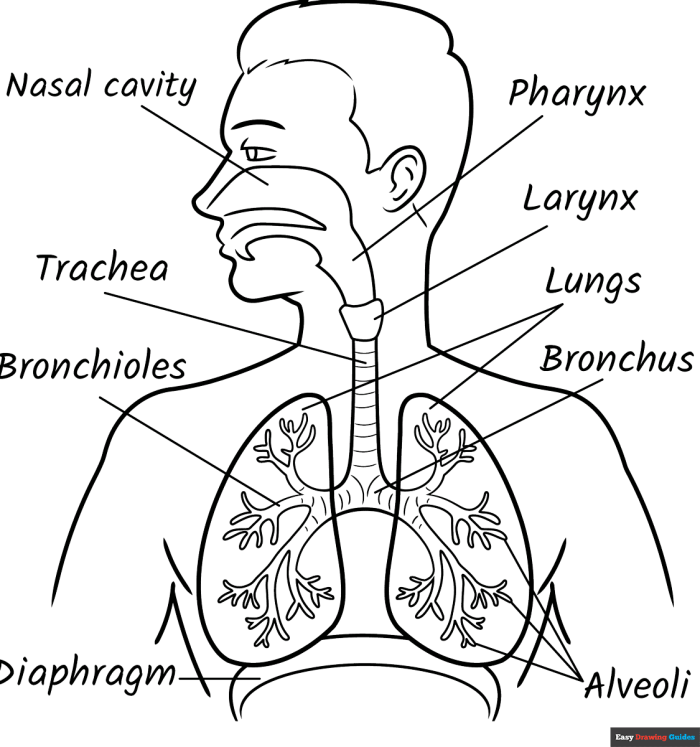 Fifth grade student worksheet featuring a labeled diagram of the human respiratory system