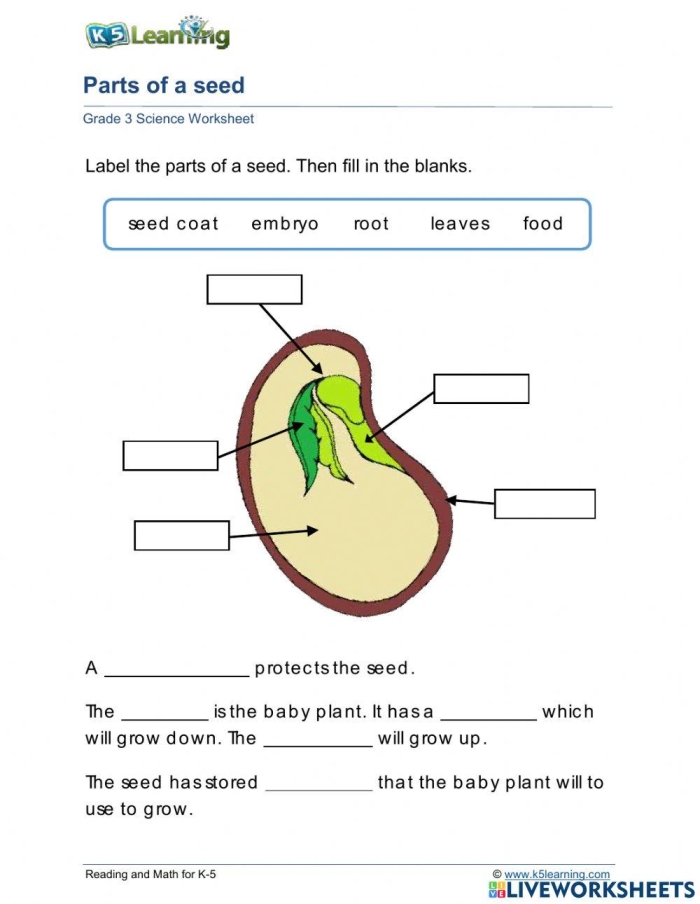 Fifth grade science worksheet featuring a detailed diagram of seed anatomy for students