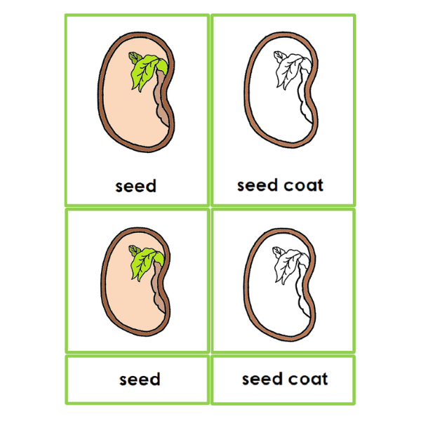 A fifth grade science worksheet showing a detailed diagram of the different parts of a seed