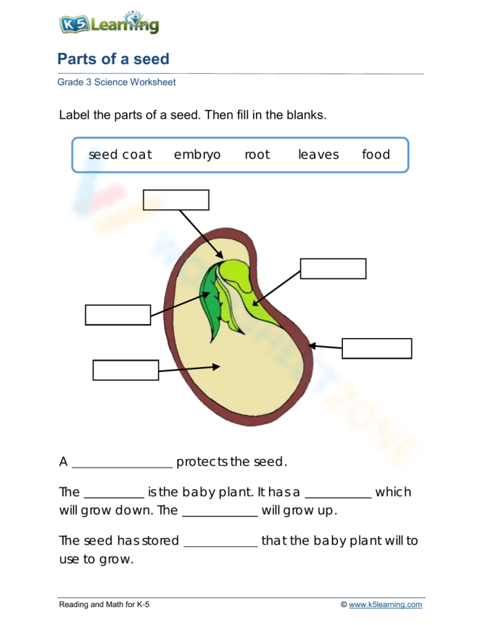 Fifth grade science worksheet diagram showing labeled anatomy of a seed