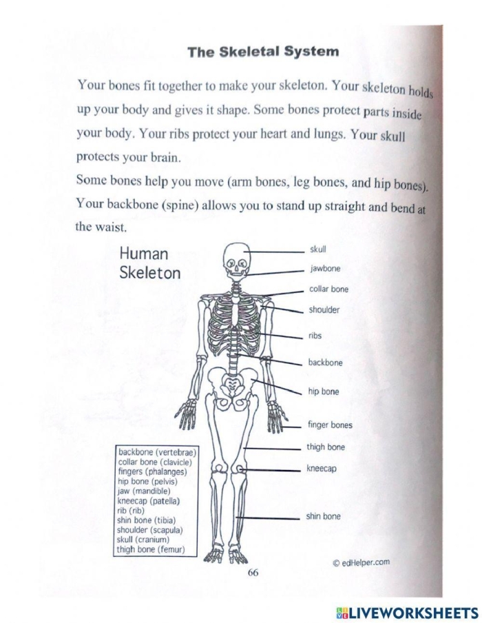 Fifth grade Spanish skeletal system quiz worksheet showing bone anatomy connections and labels for learning