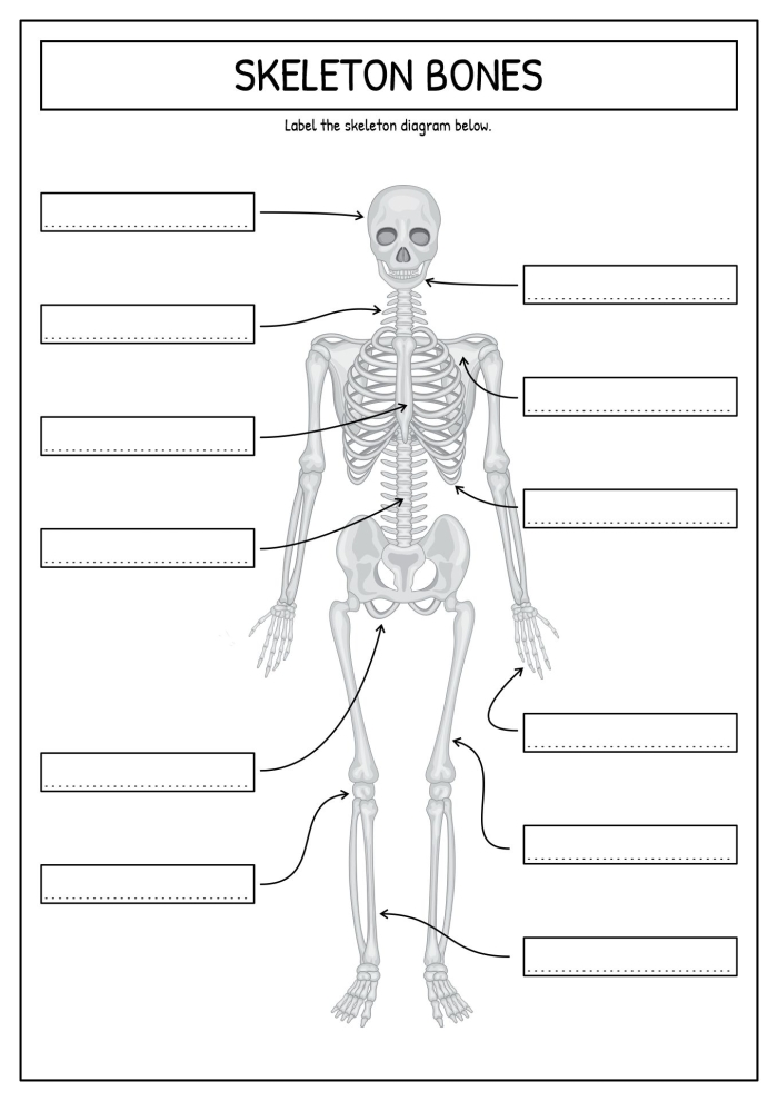 Fifth grade Spanish skeletal system quiz worksheet featuring bones and anatomy learning activity for image 22