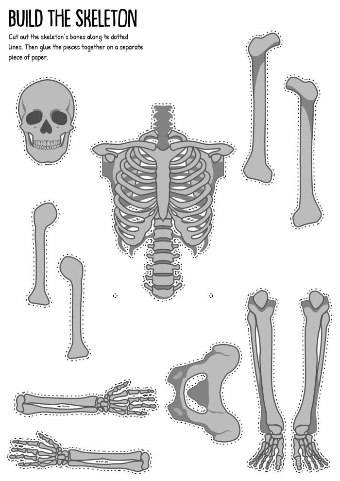 Fifth grade Spanish skeletal system quiz worksheet showing bone anatomy and connections activity for learning body parts