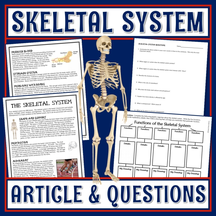 Fifth grade students learning Spanish skeletal system bones with a quiz worksheet featuring hip bone anatomy connections