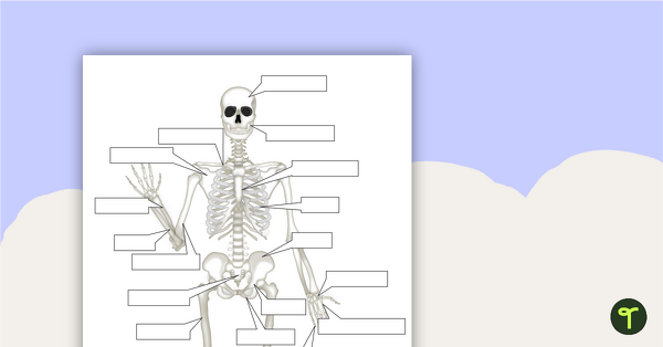Fifth grade science worksheet featuring an educational diagram of the human skeletal system for study