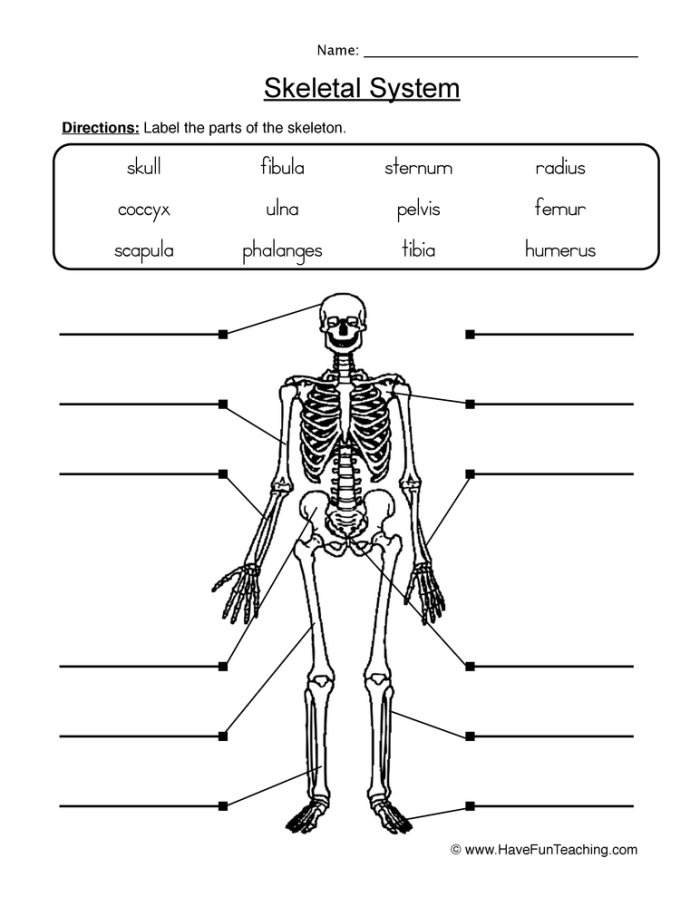 Fifth grade Spanish skeletal system quiz worksheet showing bone anatomy connections and labeling exercises for image 3