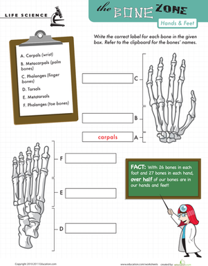 Diagram of hand and foot bones for fifth graders to label in the Learn the Bone Zone worksheet