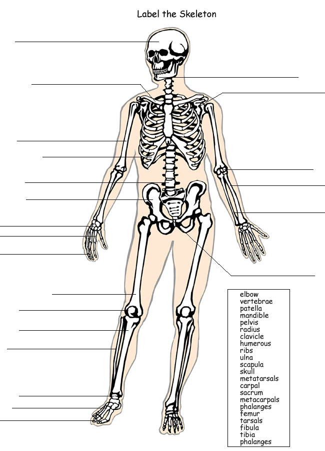 Fifth grade Spanish skeletal system quiz worksheet featuring a fun bone connection theme