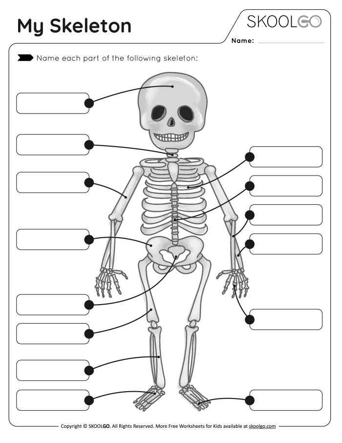 Fifth grade Spanish skeletal system quiz worksheet showing the hip bone connection activity for learning body parts