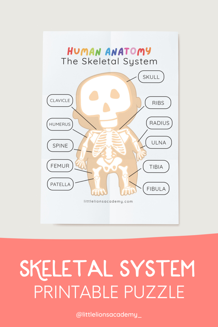 Fifth grade Spanish worksheet featuring a skeletal system quiz for students