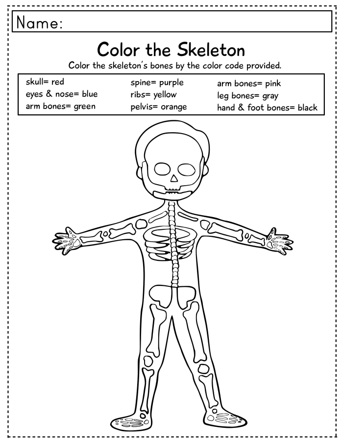 Fifth grade Spanish students learning skeletal system anatomy through a quiz worksheet activity about connected bones