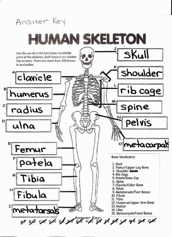Fifth grade science worksheet featuring an anatomical diagram of the human skeletal system for geometry studies