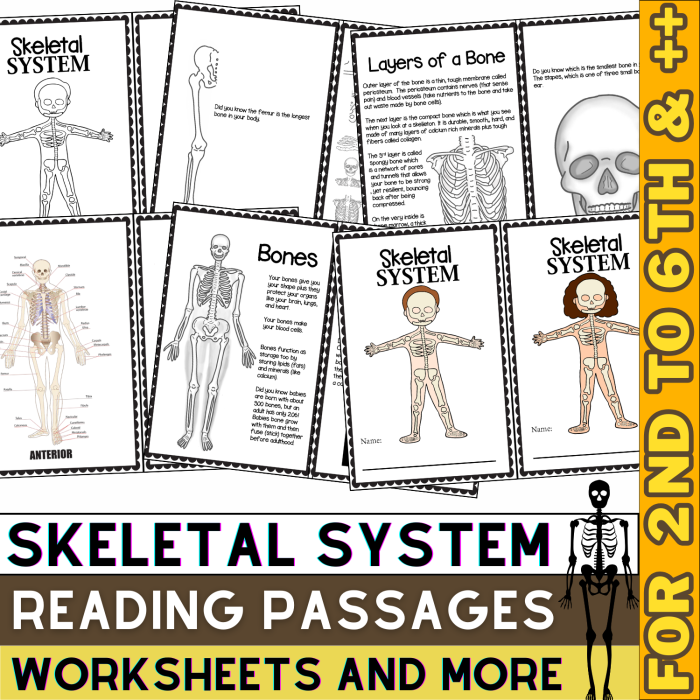 Fifth grade science worksheet diagram illustrating the complex parts of the human skeletal system