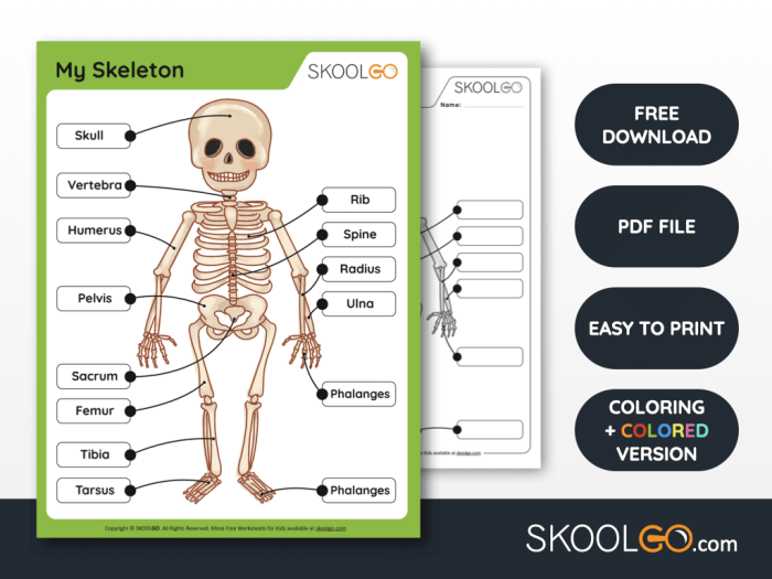 Human Skeleton Anatomy Diagram With Major Bones Labeled for Elementary Students Labeled diagram of a human skeleton showing 12 major bones including the skull, spine, ribs, pelvis, and leg bones for fifth grade anatomy study