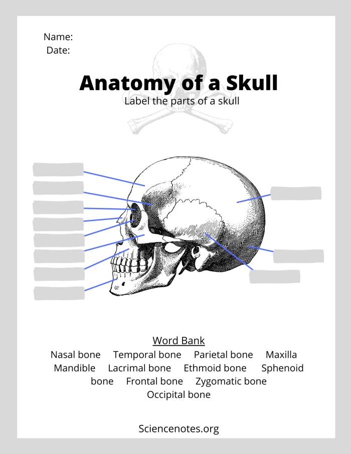 Human Skeleton Anatomy Worksheet Image 11 with Major Bones Labeled for Elementary Students Labeled diagram of a human skeleton showing 12 major bones including the skull fibula and other key skeletal structures for fifth grade geometry study