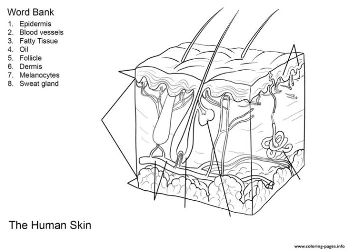 Educational worksheet titled "Inside-Out Anatomy: The Integumentary System" for grade 5 Illustration of the integumentary system for a fifth-grade worksheet on skin anatomy