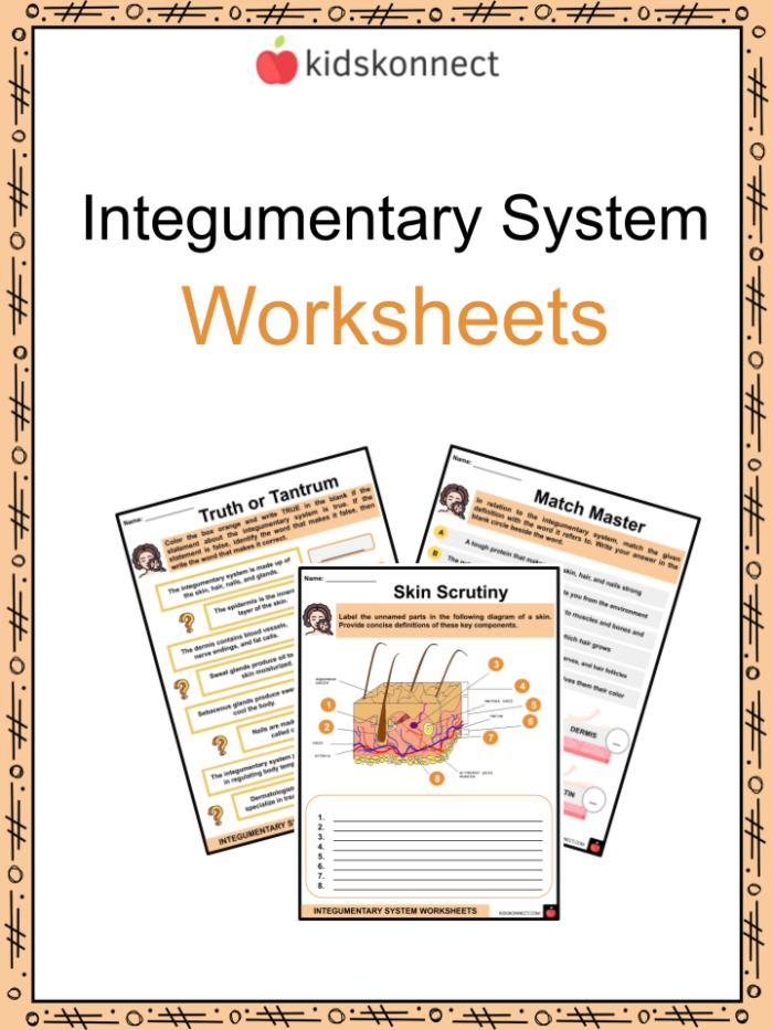 Reading worksheet for Fifth Grade Detailed illustration of the integumentary system for fifth graders studying skin. Comprehensive worksheet on Inside-Out Anatomy: The Integumentary System.