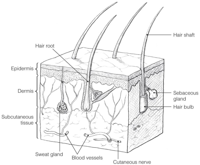Inside-Out Anatomy: The Integumentary System worksheet for reading practice Worksheet illustrating the integumentary system for fifth graders focusing on skin anatomy