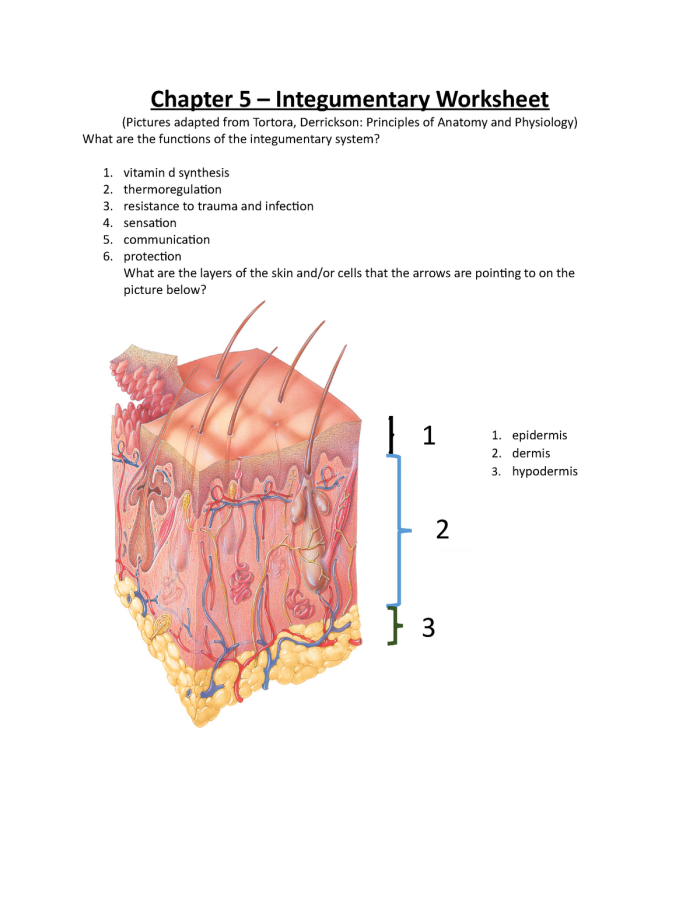 Inside-Out Anatomy: The Integumentary System educational worksheet for Grade 5 Detailed worksheet on the integumentary system for fifth graders focusing on skin anatomy