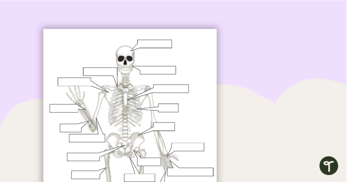 Fifth grade science worksheet featuring a fill-in-the-blank diagram for learning skull anatomy