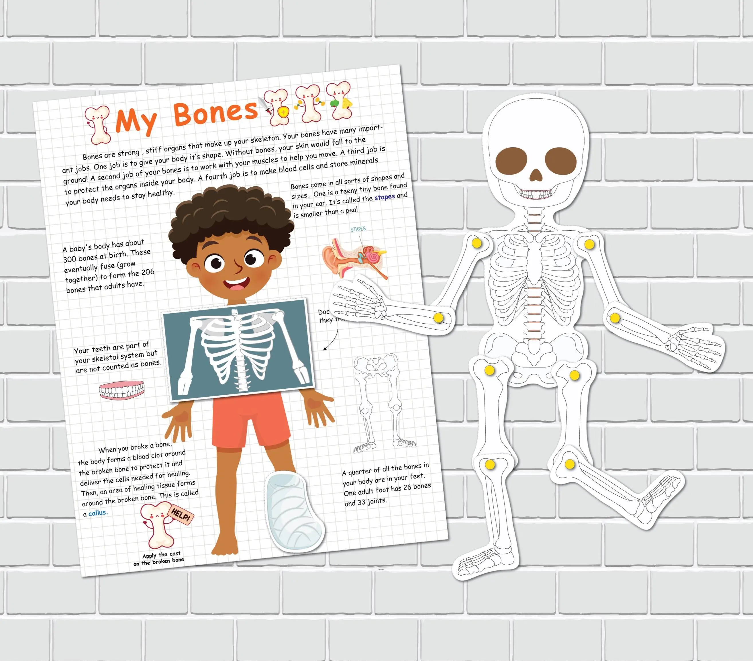 Detailed fill-in-the-blank diagram of the skull for fifth graders