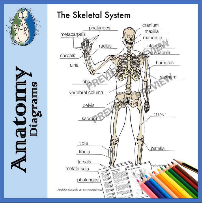 Fifth grade Spanish skeletal system quiz worksheet featuring anatomy diagrams