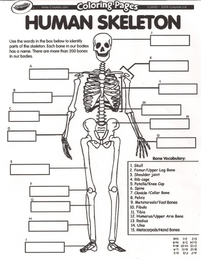 Fifth grade student filling out a Spanish skeletal system quiz worksheet