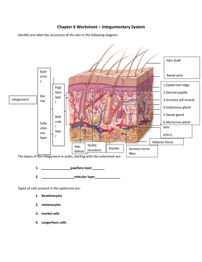 Reading worksheet for Fifth Grade Detailed illustration of the integumentary system for fifth-grade students learning about skin. Worksheet on Inside-Out Anatomy: The Integumentary System for reading practice.