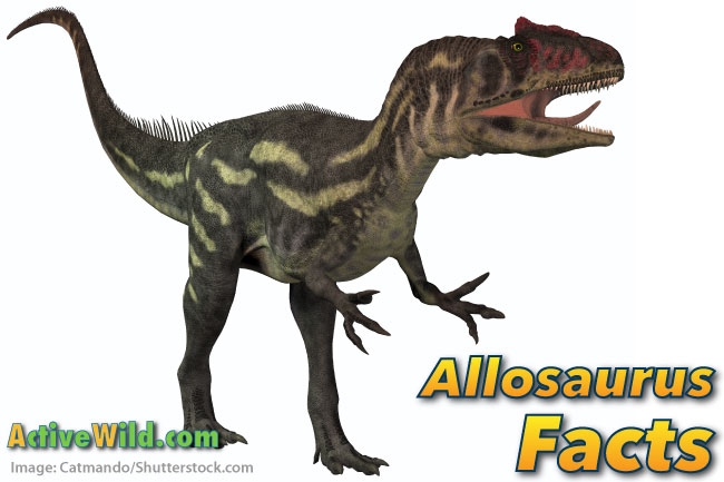 Colorful worksheet featuring an Albertosaurus for first graders to color and learn. Engaging Albertosaurus worksheet for kids to discover the dinosaur's origins.