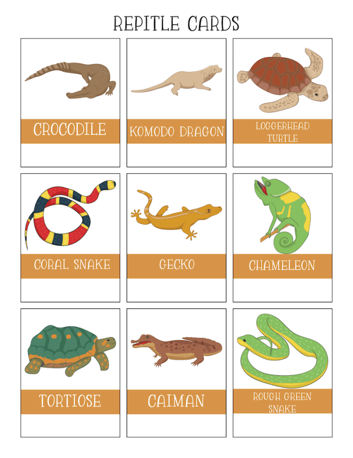 Critter Classification: Amphibians activity sheet for young learners Colorful worksheet for first graders to identify amphibian traits and circle suitable animals
