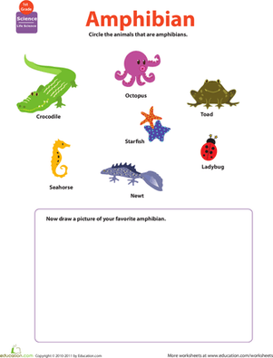Critter Classification: Amphibians worksheet for first grade students Cute worksheet for first graders to identify characteristics of amphibians and circle the matching animals
