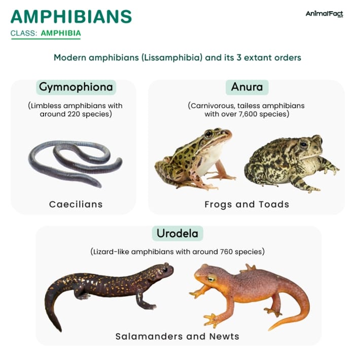 Critter Classification: Amphibians worksheet for young learners Worksheet for first graders to identify amphibians by their characteristics