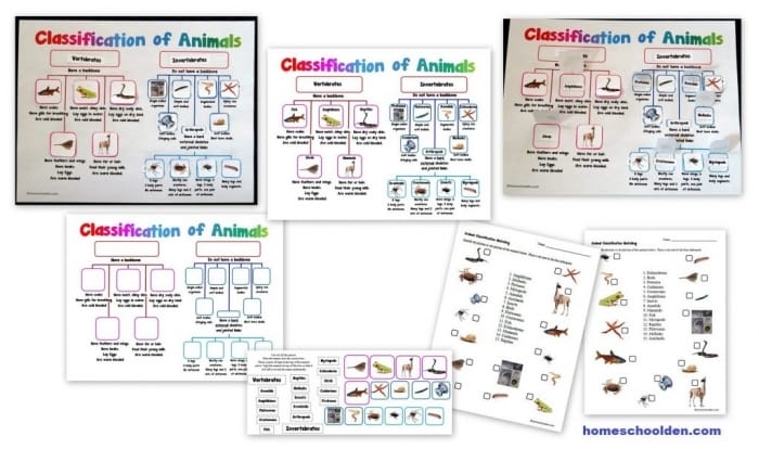 Critter Classification: Fun Amphibians Worksheet for Young Learners Colorful worksheet for first graders to identify and circle amphibians based on shared characteristics