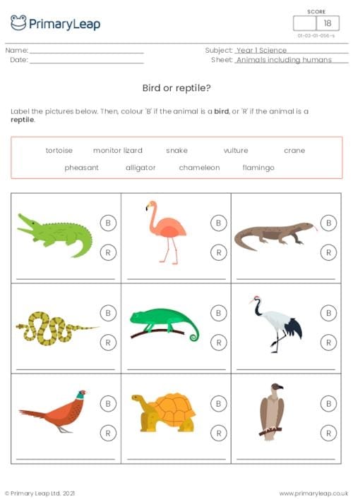 Critter Classification Amphibians Activity Sheet 25 First grade science worksheet for identifying amphibians by circling animals