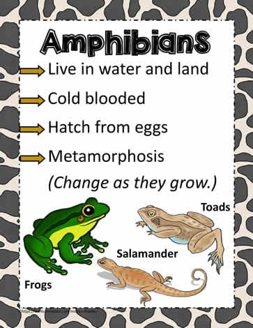 Life Science worksheet for First Grade Colorful worksheet for first graders on critter classification focusing on amphibians and their shared traits. Engaging activity to help young learners identify amphibian animals by circling them.