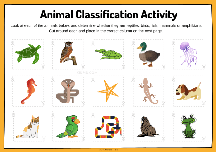 Critter Classification worksheet for first grade focused on amphibians and their traits A colorful worksheet for first graders exploring amphibian characteristics and identifying related animals