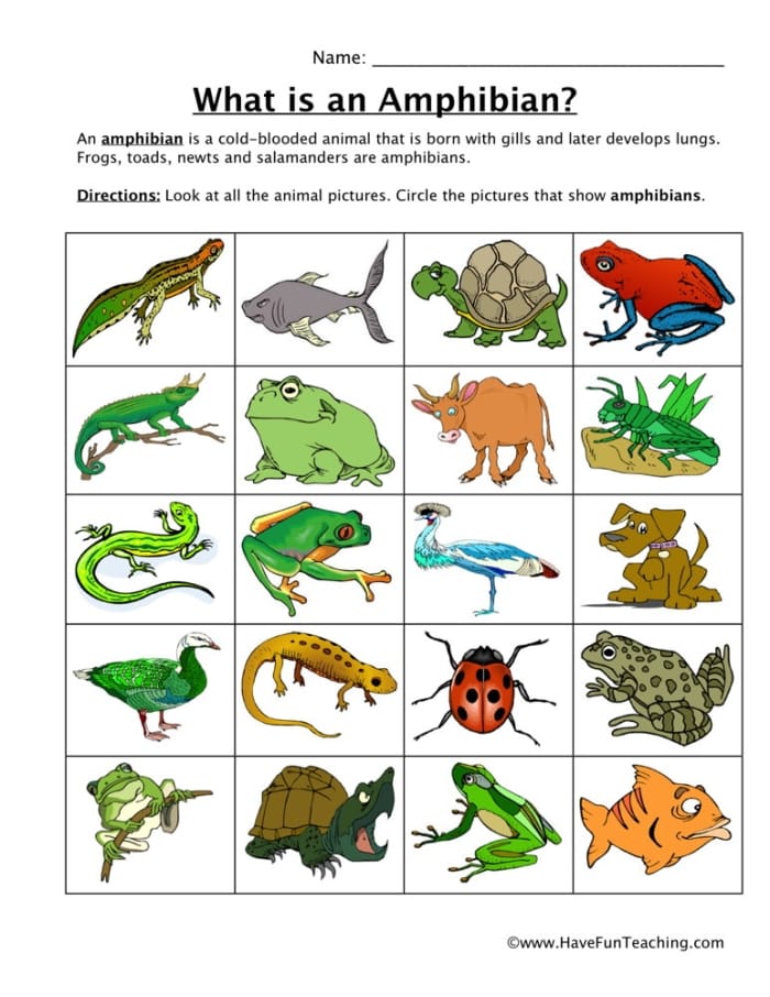 Engaging activity sheet for learning about amphibian characteristics and identifying examples Colorful worksheet for first graders focusing on critter classification of amphibians with animal illustrations