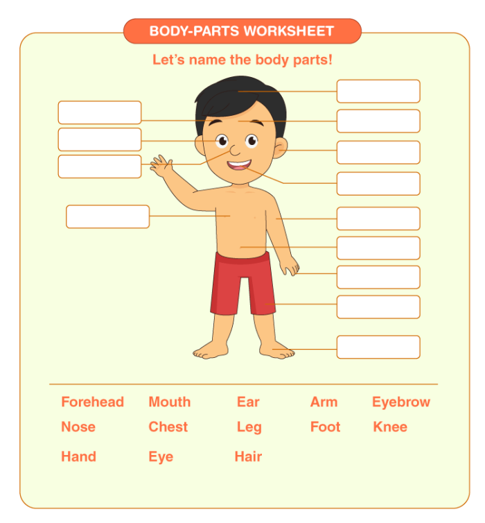 First grade worksheet for identifying and spelling various human body parts