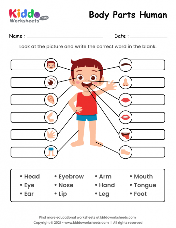 First grade student worksheet featuring fill in the blank lines for labeling human body parts