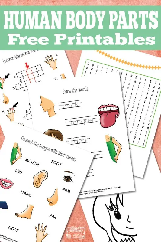 First grade printable worksheet for identifying and labeling parts of the human body