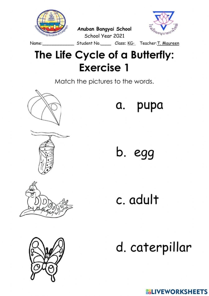 A first grade student coloring the four stages of butterfly metamorphosis including egg, caterpillar, chrysalis, and adult butterfly