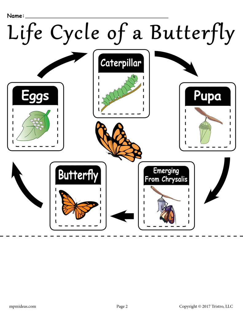 First grade student coloring the four stages of a butterfly life cycle worksheet
