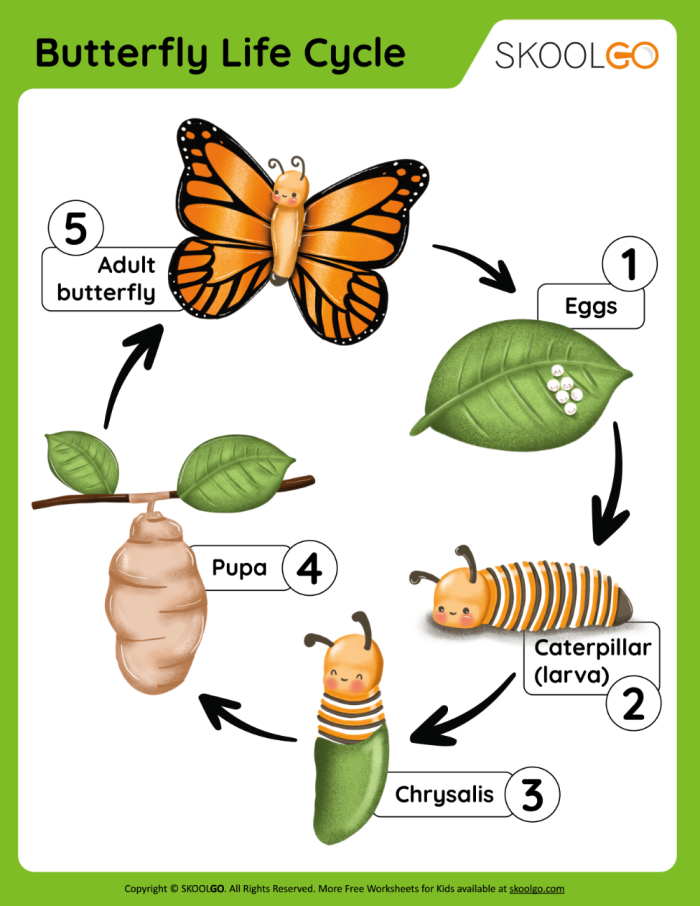 Color the Life Cycle: Butterfly worksheet for First Grade